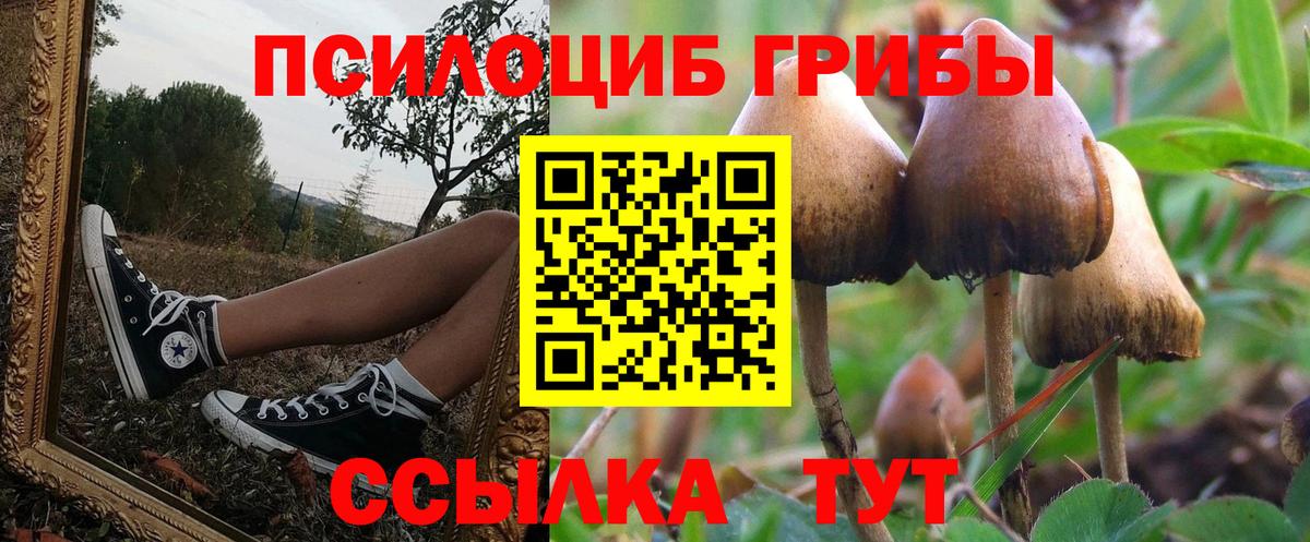 Старая Купавна  Псилоцибиновые грибы MAGIC MUSHROOMS  Вход с VPN 